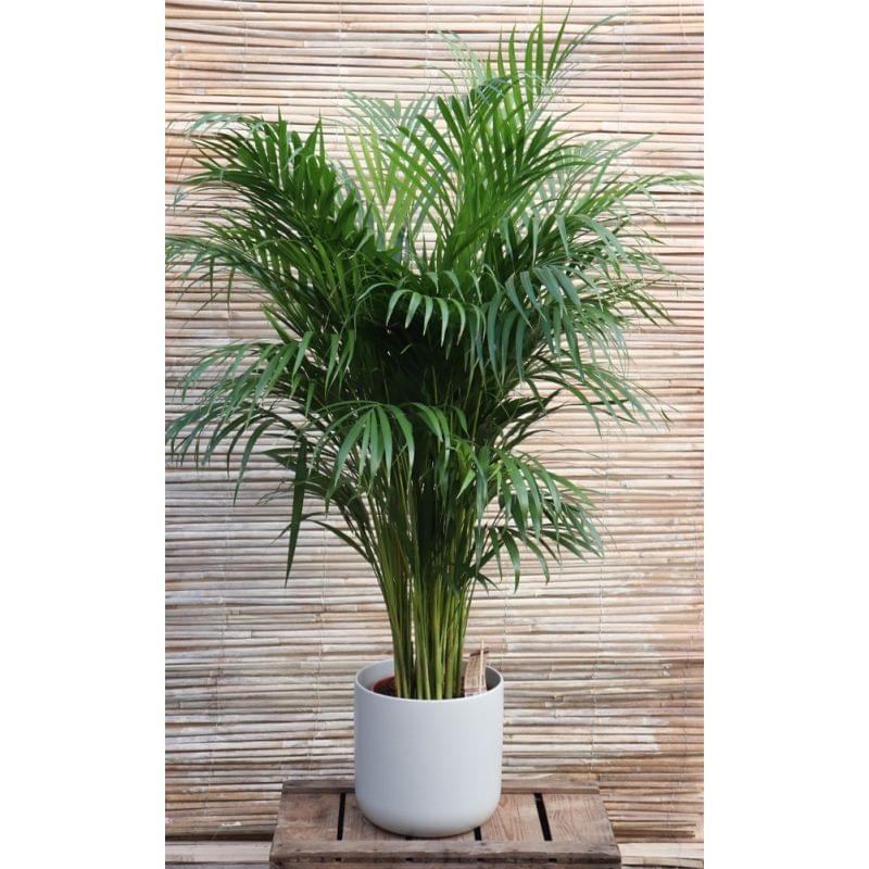 Areca Palm Plant Big.