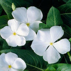 White Vinca Plant.
