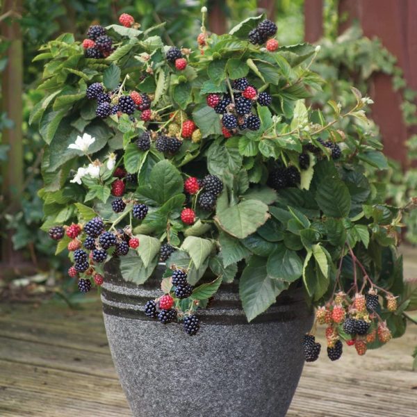 Grafted Blackberry Fruit Plant
