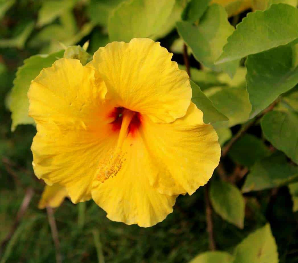 Yellow Hibiscus Plant - Gudhal Plant.