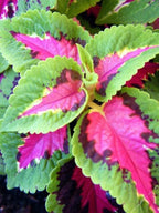 Coleus Green Pink Plant.