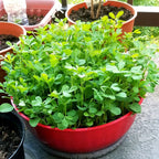 Fenugreek Leaves - Methi Seed Balls - Just Throw & Grow