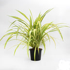 Pandanus Variegated Golden Plant.