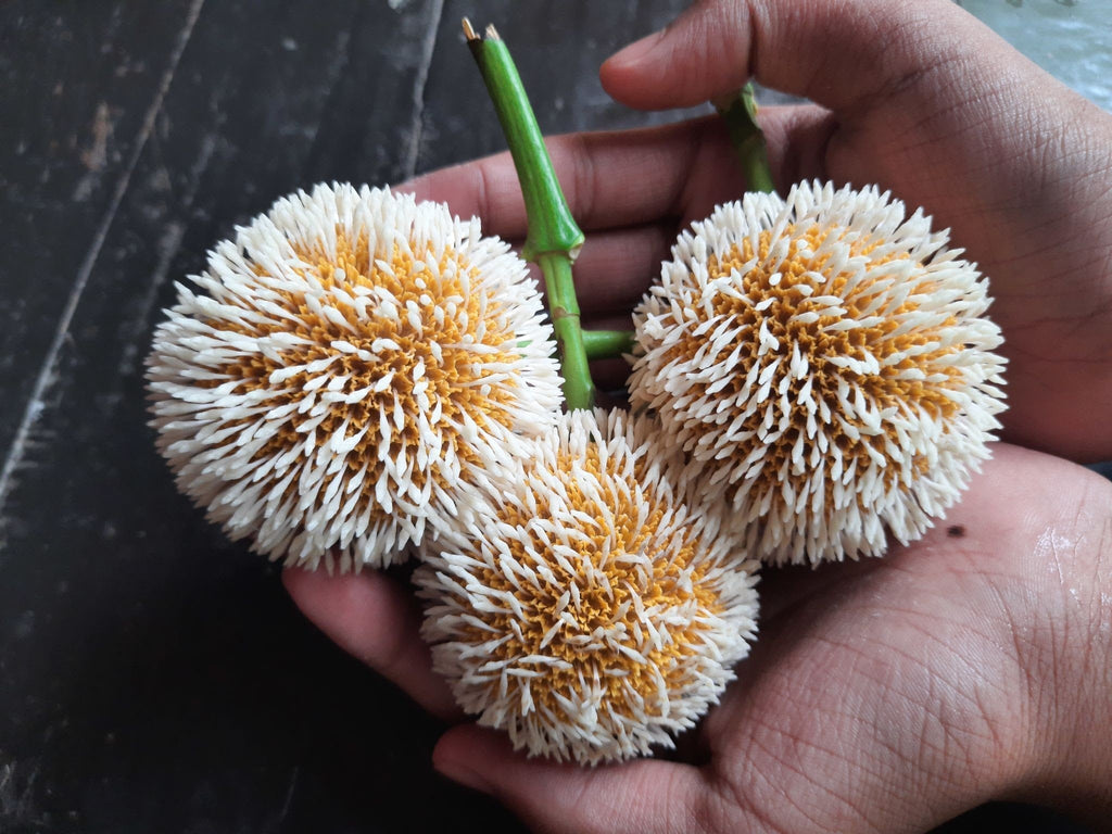 Kadamba Plant - Neolamarckia cadamba - Burflower-tree