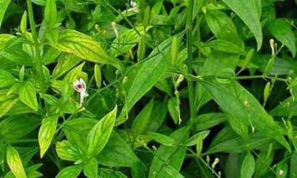 Andrographis paniculata - Nilavembu - Siriyanangai Plant.