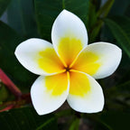 Plumeria White Plant.