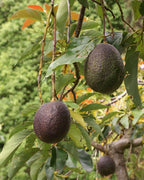 Grafted Avocado Fruit Plant.