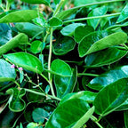 Tylophora Indica - Dambel, Dumvel Plant.