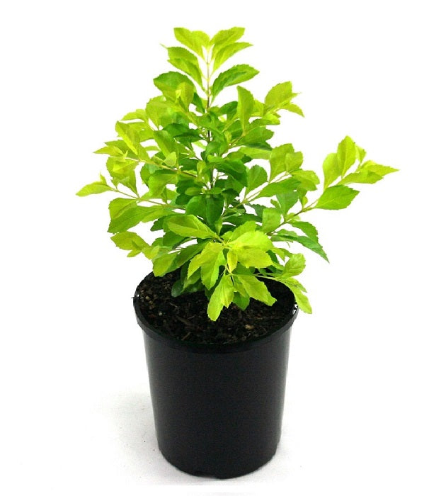 Duranta Golden Plant.