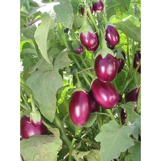 Brinjal Dark Purple Plant.