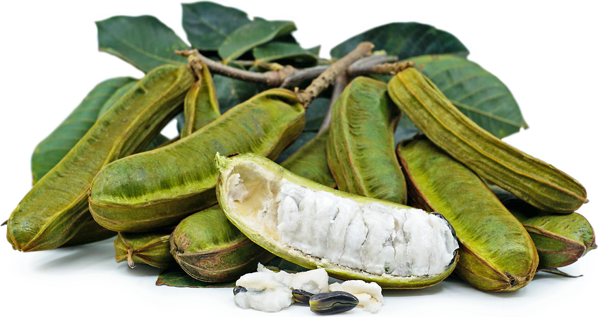 Ice Cream Beans - Monkey Tamarind Fruit Plant.