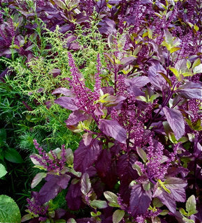 Krishna Tulsi Plant, Holy Basil, Ocimum tenuiflorum - Black Tulsi.