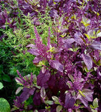 Krishna Tulsi Plant, Holy Basil, Ocimum tenuiflorum - Black Tulsi.