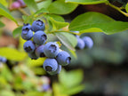 Grafted Blueberry Fruit Plant.