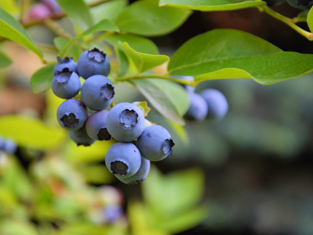 Blueberry Fruit Seed Balls - - Just Throw & Grow