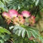 Persian silk Plant - Albizia Julibrissin.