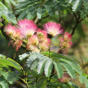 Persian silk Plant - Albizia Julibrissin.