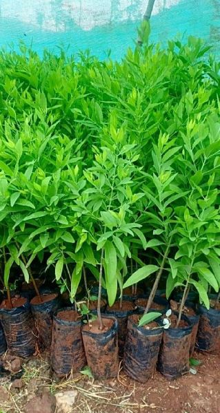 Sandalwood Plant.