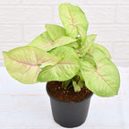 Syngonium Plant.