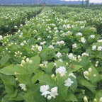 Arabian Jasmine - Gundu Malli Plant.
