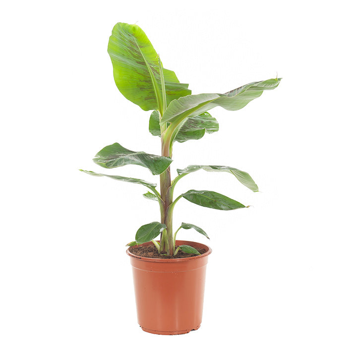 Grafted Banana Robusta Plant.