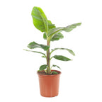 Grafted Banana Robusta Plant.