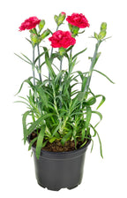 Carnation Red Plant.