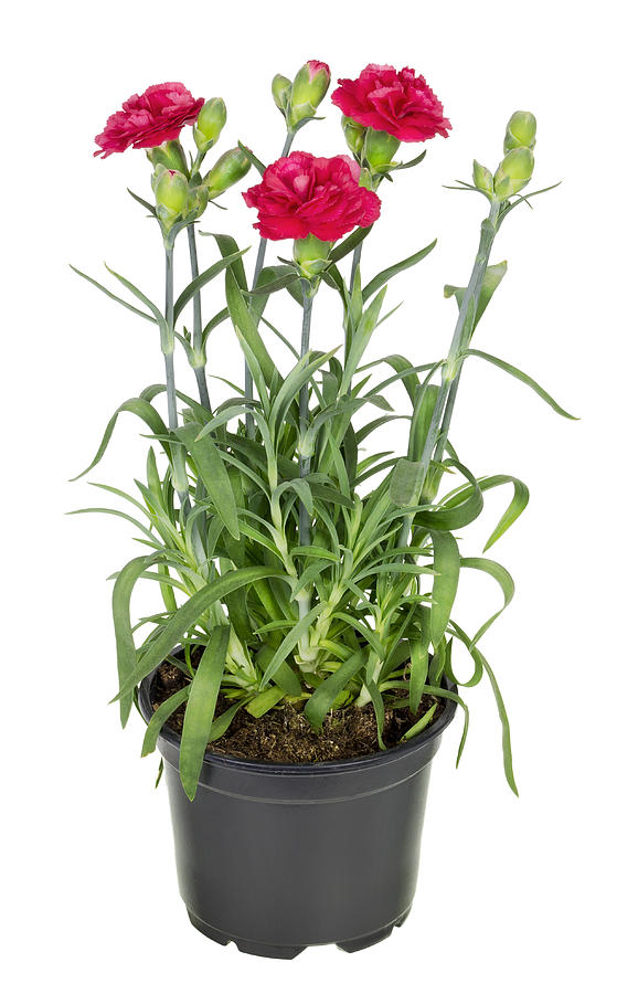 Carnation Red Plant.