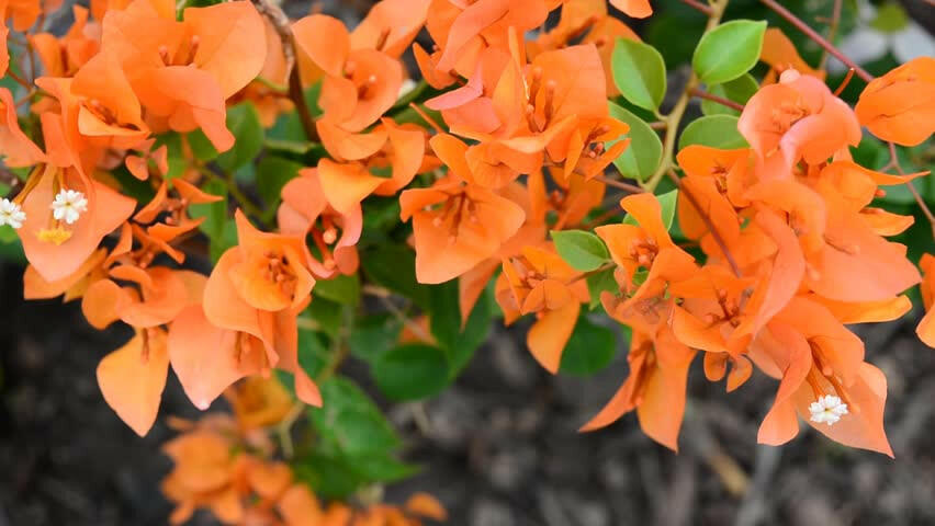Bougainvillea Orange Plant.