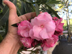 Pink Layered Oleander Plant - Nerium oleander