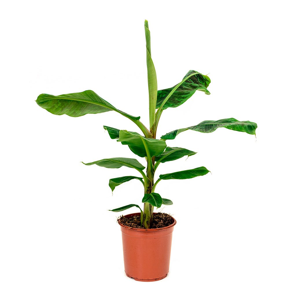 Grafted Nendran Banana Plant.