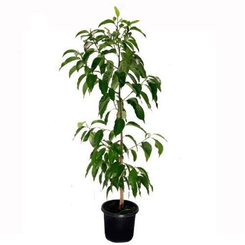 Grafted Champak Flower Plant.