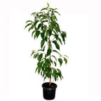 Grafted Champak Flower Plant.