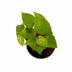 White Betel Leaf Plant - Paan Plant.