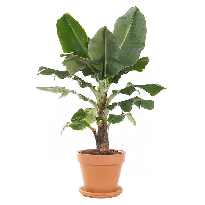 Grafted Banana Yelakki Plant.