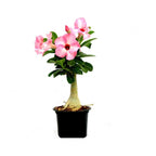 Adenium Plant.