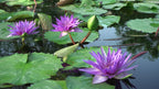 Violet Water Lily Plant.