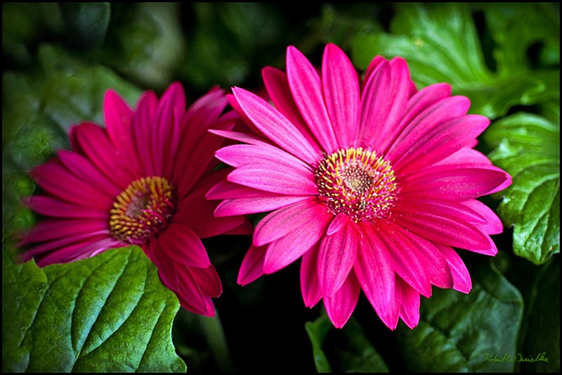 Pink Gerbera Plant.