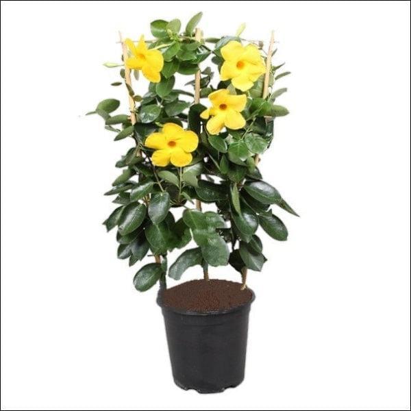Allamanda Plant.