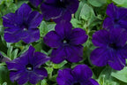 Petunia Blue Plant.