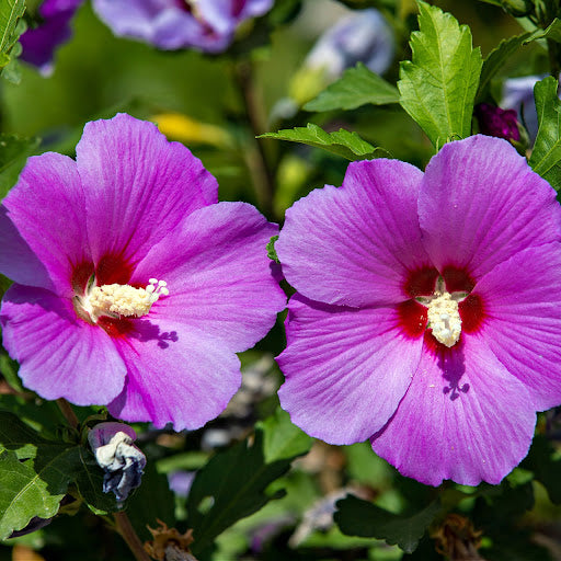 Violet Hibiscus Plant