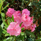 Pink Layered Oleander Plant - Nerium oleander