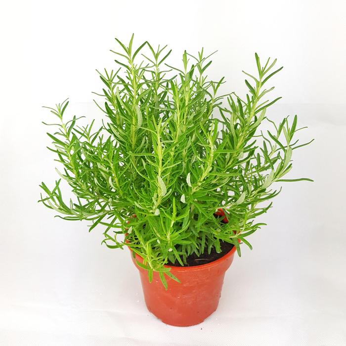 Rosemary Plant.
