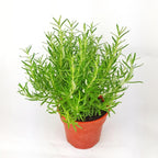 Rosemary Plant.