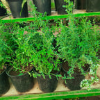 Davanam- Davana- Artemisia pallens Plant.