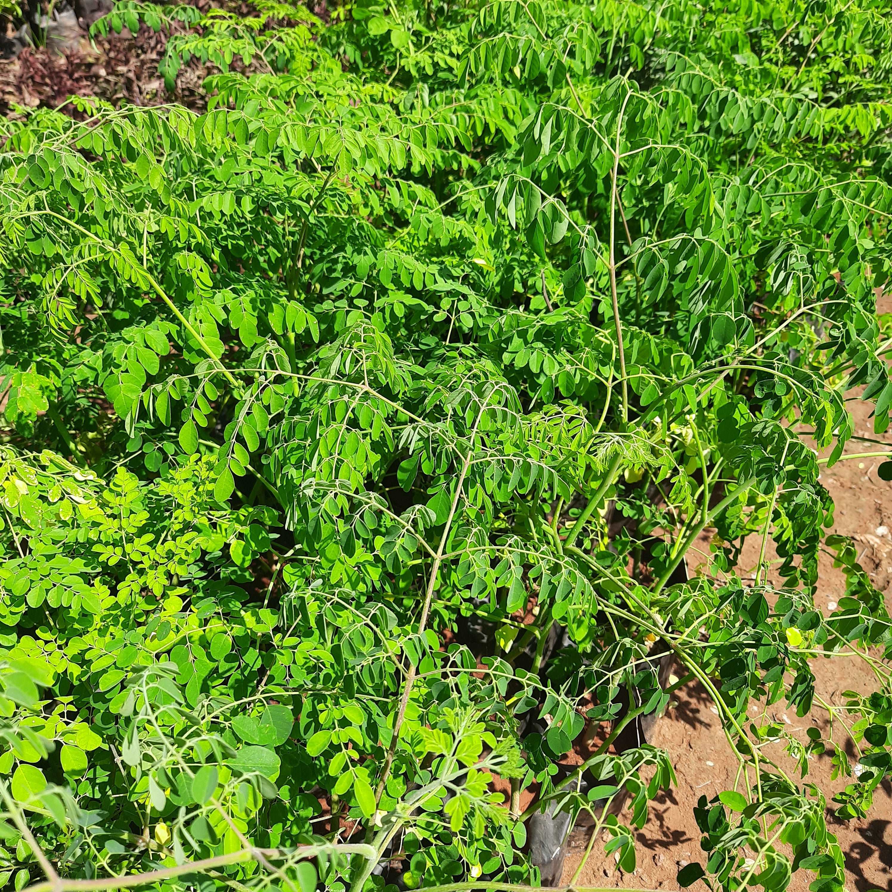 Drumstick Tree Plant - Murungai Keerai Plant.