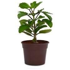 Bryophyllum Pinnatum - Kalanchoe pinnata Plant.