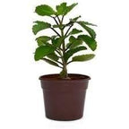 Bryophyllum Pinnatum - Kalanchoe pinnata Plant.