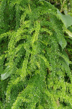 Wild Asparagus Plant - Shatavari.