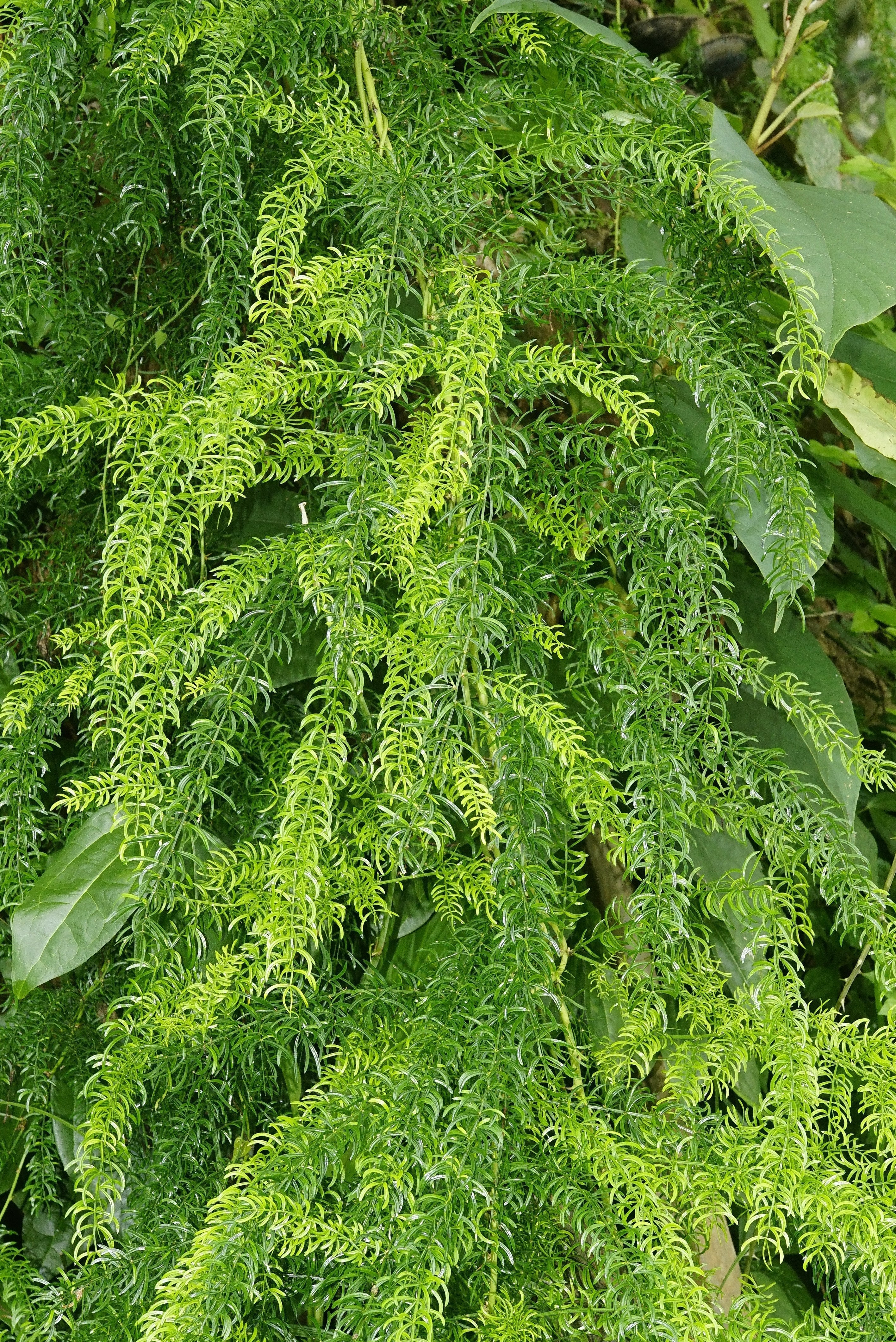 Wild Asparagus Plant - Shatavari.